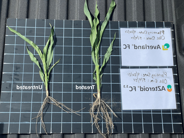 Averland-and-AZteroid-corn-vs-untreated-with-labels